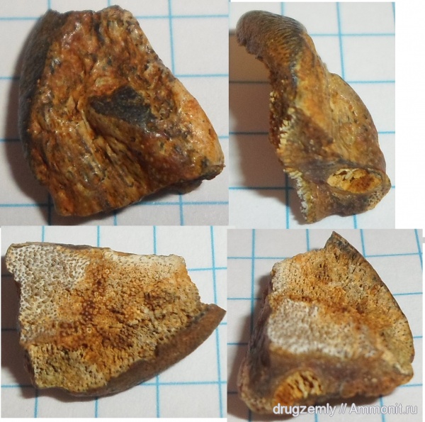 зубы, teeth