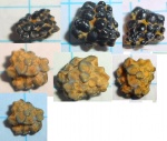 Глоточная пластина Labrodon sp.