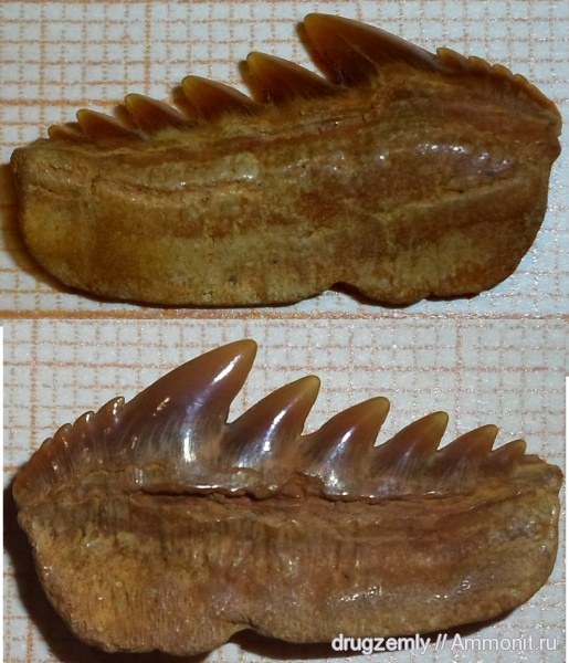 Notorynchus kempi