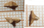 зуб Squatina sp