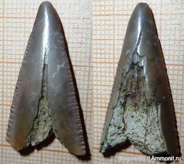 Otodus