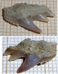 Notorhynchus cf. kempi