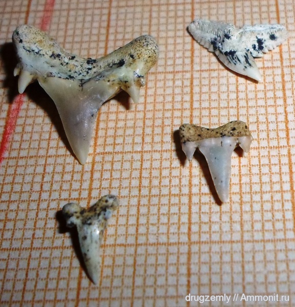 зубы, teeth