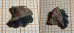 часть симфизный зуб Hexanchiformes