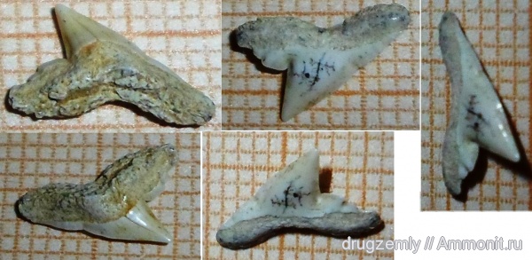 Physogaleus