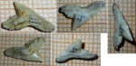 Physogaleus