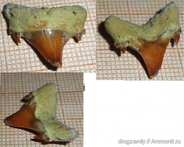 Jaekelotodus