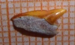 зуб