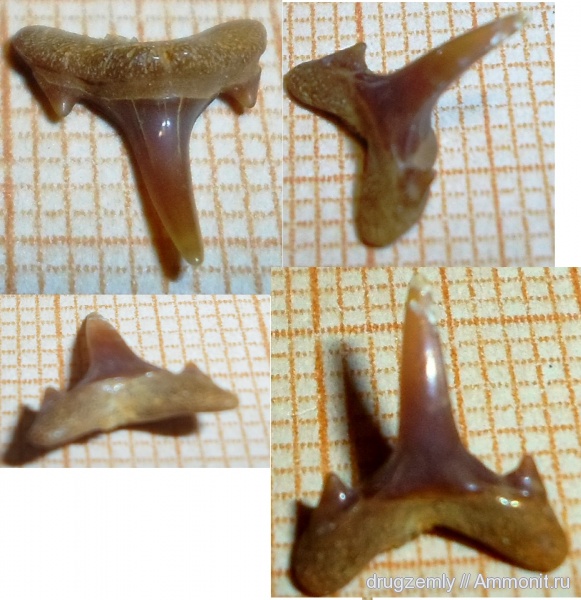 Carcharias