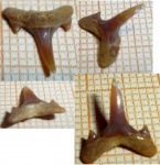 Carcharias