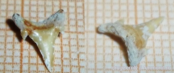 Carcharias