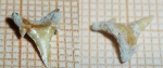 Carcharias