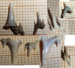 Carcharias