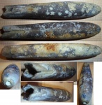 Belemnitella lanceolata