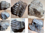 осколок зуба ската Myliobatidae