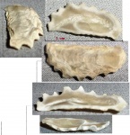 раковина Lopha sp.