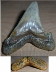 Jaekelotodus cf. trigonalis