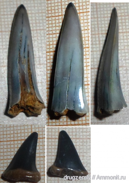 Striatolamia