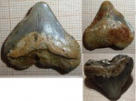зуб Squalicorax pristodontus