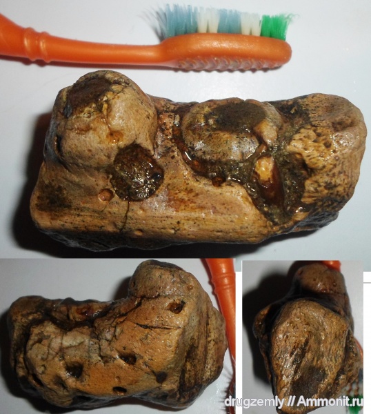 кости, Mosasaurinae