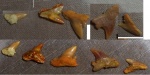 зубы Physogaleus