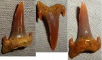 зуб Carcharias