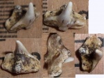 зуб Squatina sp.
