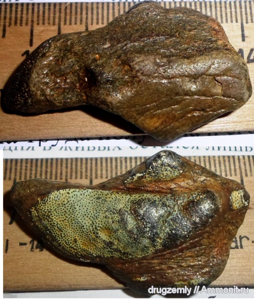 Edaphodon