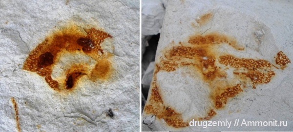 Ventriculites
