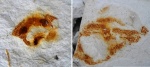 отпечаток губки Ventriculites