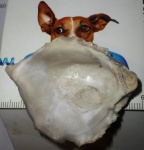 раковина Ostrea sp.