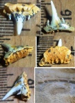 зуб Synechodus