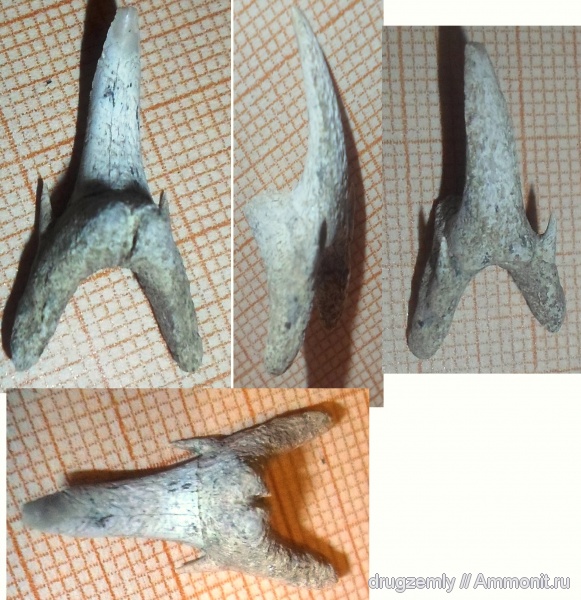 рыбы, зубы, акулы