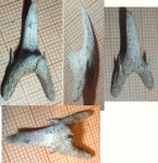 зуб- Carcharias sp.?