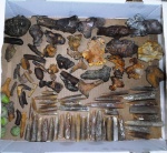 губки Ventriculites и другие виды