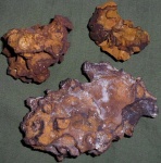 губка Plocoscyphia ovale