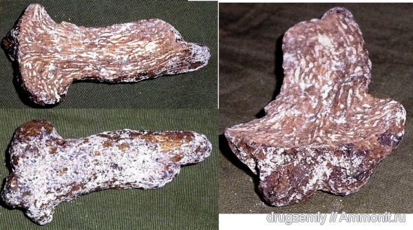 Rhizopoterion