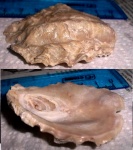 раковина Ostrea sp.