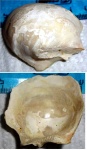 Двустворка Pycnodonte sp.