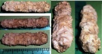 хвойное Pinus?  на определение