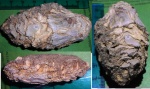 хвойное Pinus