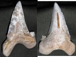 зуб Auriculatus?