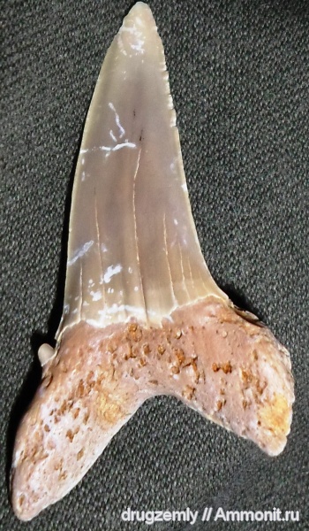 зубы