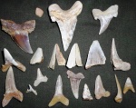 Otodus sokolovi