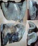 зуб Coelodonta antiquitatis