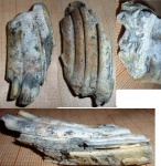 зуб степного бизона-2