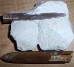 Belemnitella
