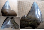 на определение  Auriculatus?