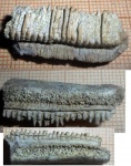 зуба ската Myliobatidae