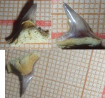 Physogaleus?
